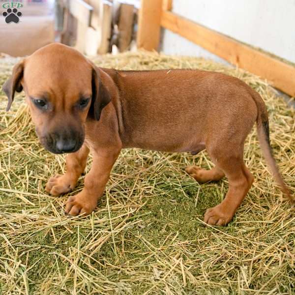 Hugo, Rhodesian Ridgeback Puppy